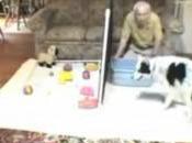 chien comprend 1022 mots