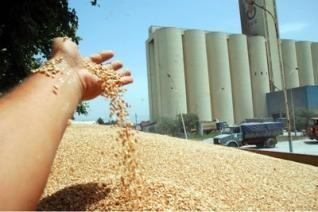 20% de farine utilisée comme aliment de bétail