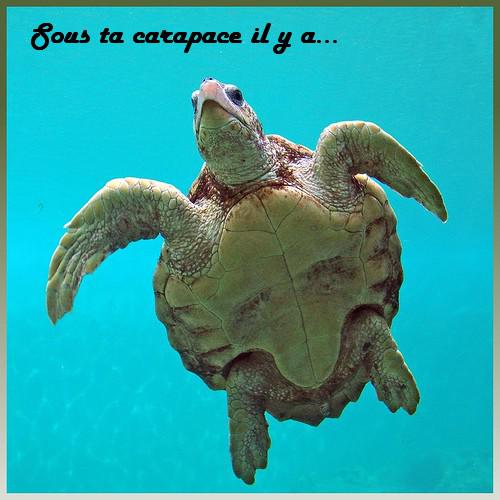 Sous la carapace de Chouquette il y a…