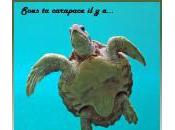 Sous carapace Chouquette