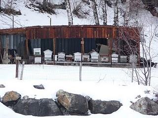 Signez la pétition pour que les abeilles survivent