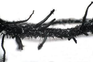 Racines de Nepenthes