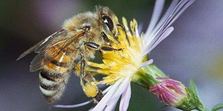 Urgence pour les abeilles : une pétition  mobilise 700 000 signataires