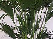 conseils pour votre Kentia