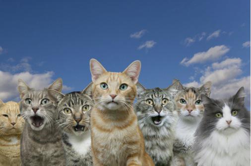 Quand l’amour des animaux tourne à l’extrème