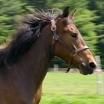 Praline : cheval canadien