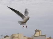 PIED TERRE (Jean Mambrino)