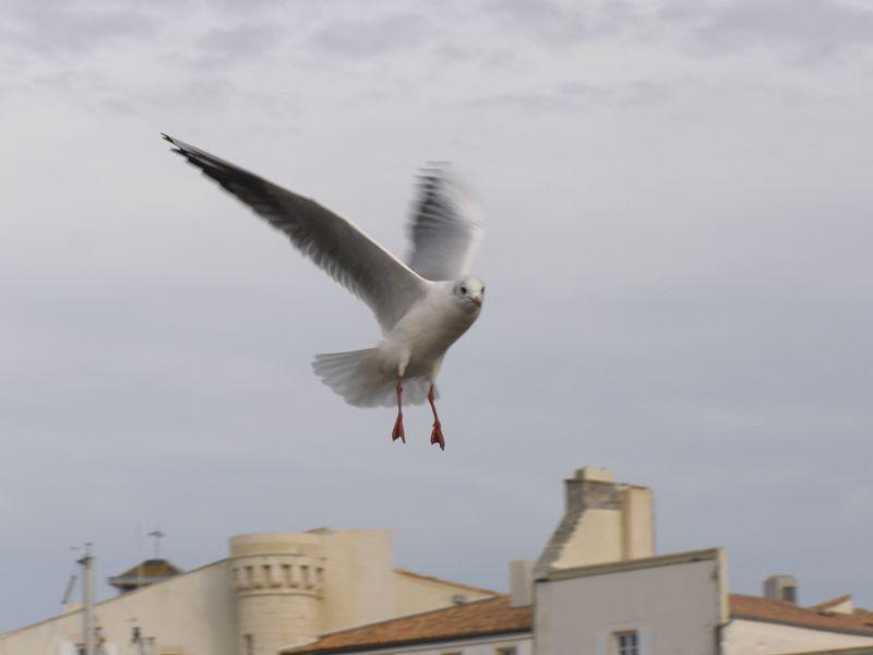 PIED À TERRE (Jean Mambrino)