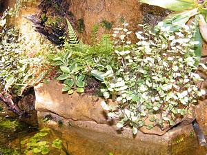 Aquaterra plantes Karnivores