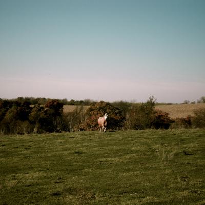 Idiot Wind: Idiot Wind EP