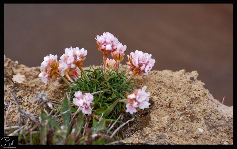 DOUBLE (Jean Mambrino)