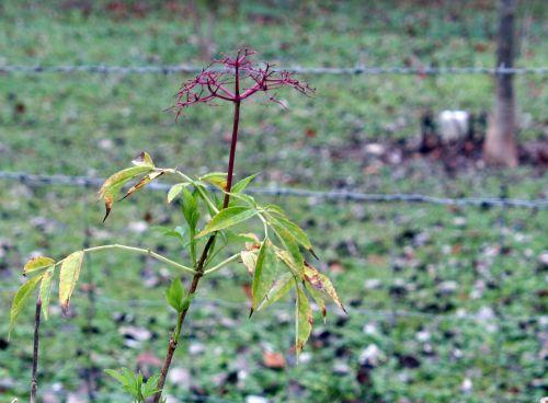 hookeri sommet romi 23 nov 2010 008.jpg