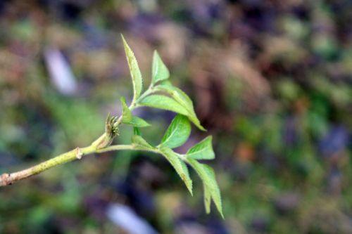 palmensis romi 8 jan 022.jpg