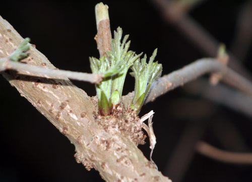 palmensis veneux 14 jan 025.jpg