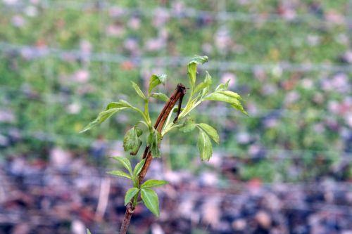 hookeri romi 8 jan 010.jpg