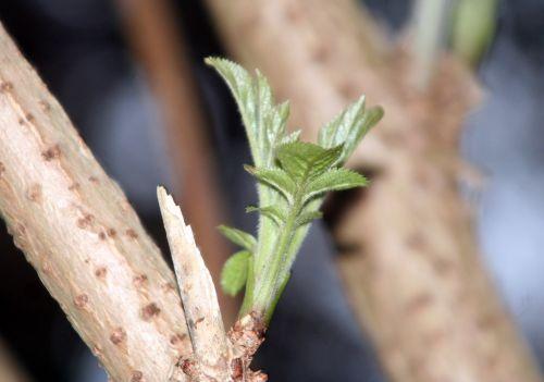 palmensis veneux 14 jan 024.jpg