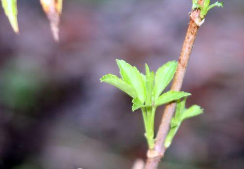 hookeri romi 23 nov 2010 005.jpg