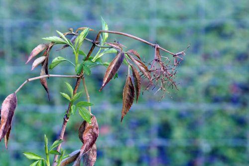 hookeri romi 12 déc 2010 004.jpg