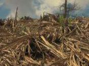 Sécheresse Réunion fruits gâtent