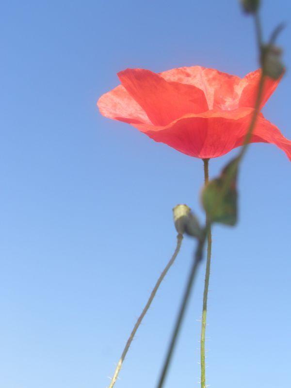 Est-il étoile plus ouverte que le terme coquelicot ? (Pablo Neruda)