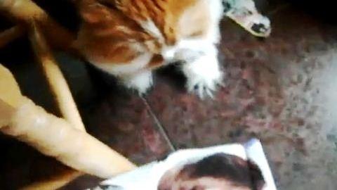 Justin Bieber ... Agressé par son pire ennemi (vidéo)