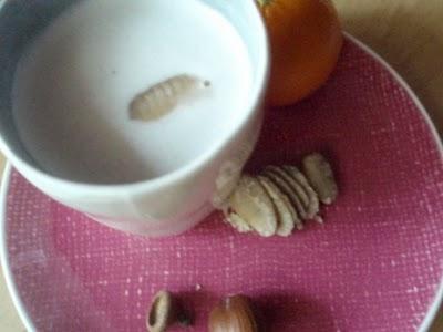 Lacté ardéchois pour petit-déjeuner : marron (d'inde ou d'ailleurs) et châtaigne