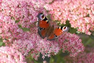 Mardi c'est permis... de parler de notre maison + Les défis de Virginie