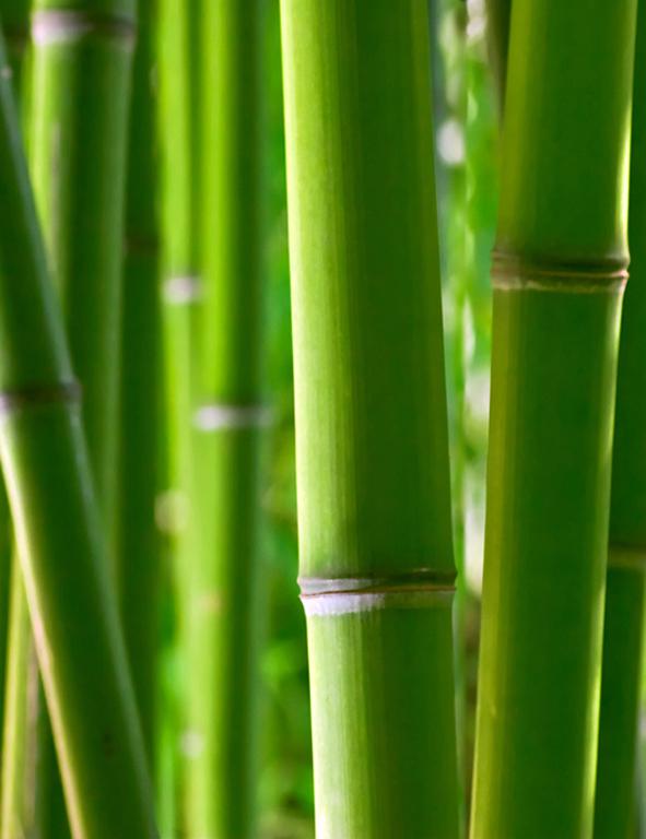 Le bambou, comme l'ortie, sont très bons pour la santé de nos cheveux !