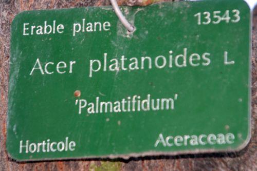 acer platanoides étiq paris 16 jan 066.jpg