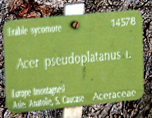 acer pseudoplatanus étiq paris 16 jan p 382.jpg