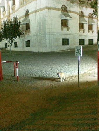 Photo (c) Gustavocarra