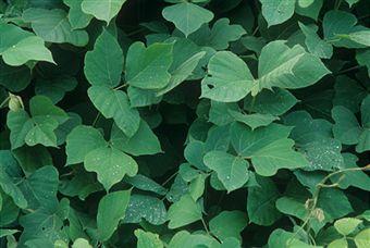 Acheter du kudzu(partie 1)