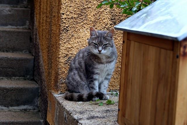 Nos amis les chats .