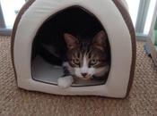 janvier 2011, nouveau toit pour Pirate....