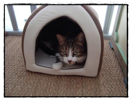 20 janvier 2011, un nouveau toit pour Pirate....