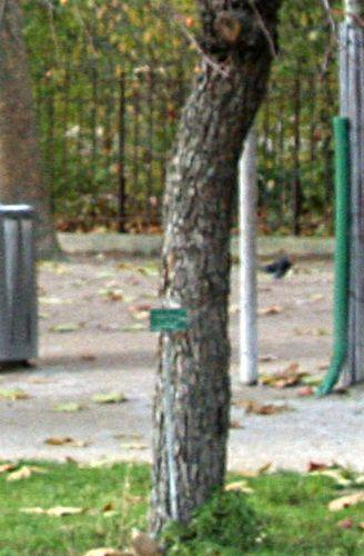 malus bac tronc paris 27 nov 2010 p 100.jpg