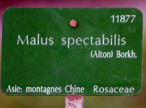 malus spectabilis étiq paris 16 jan 087.jpg