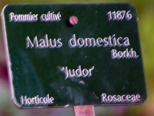malus domestica étiq paris 16 jan 077.jpg