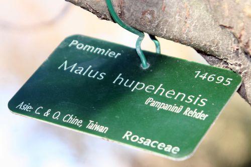 malus hupehensis étiq paris 16 jan 057.jpg