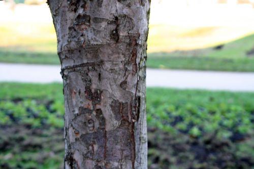 malus domestica paris 16 jan 074.jpg