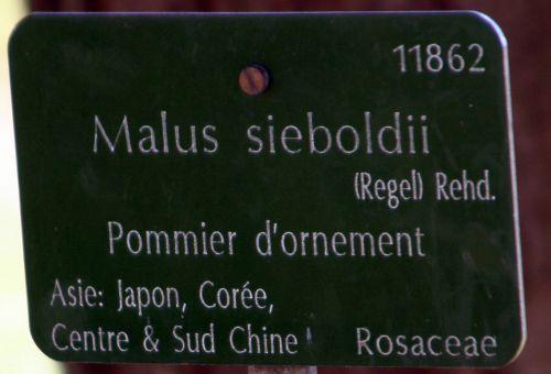 malus sieboldii étiq paris 16 jan 106.jpg