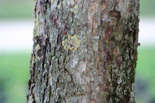 malus spectabilis paris 16 jan 086.jpg