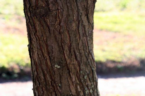 malus sieboldii paris 16 jan 105.jpg