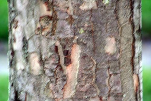 malus domestica paris 16 jan 076.jpg