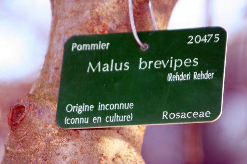 malus brevipes étiq paris 16 jan 060.jpg