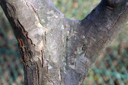 malus hupehensis paris 16 jan 055.jpg