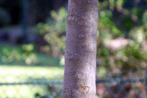 malus brevipes paris 16 jan 059.jpg