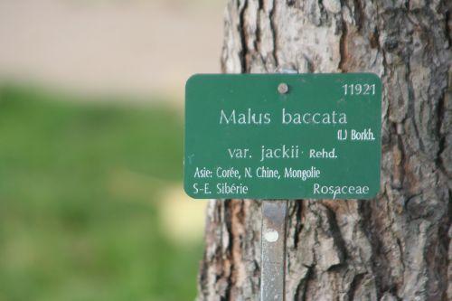 malus bac étiq paris 27 nov 2010 105.jpg