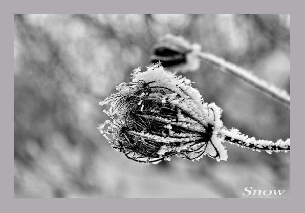 fleur-snow--copie.jpg