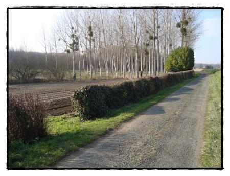 21 janvier 2010, je découvre la motte....